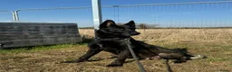 Belgian Shepherd Dog dogs for sale: Belgian Malinois puppies  - Advert 6