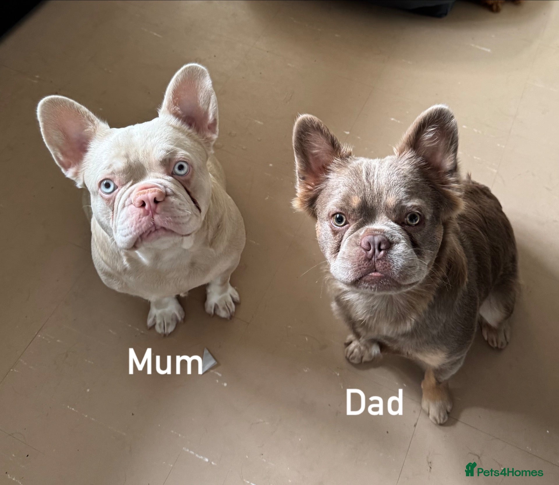 French Bulldog dogs 3French bulldog girls 2 are visual fluffy - Advert 1