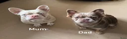 French Bulldog dogs for sale: 3French bulldog girls 2 are visual fluffy in Holywell - Advert 1