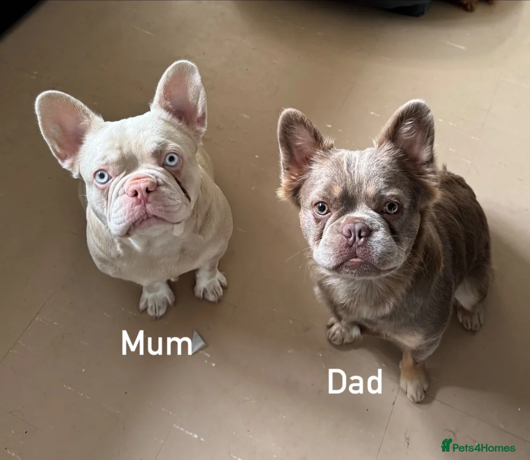 French Bulldog dogs for sale: 3French bulldog girls 2 are visual fluffy in Holywell - Advert 1