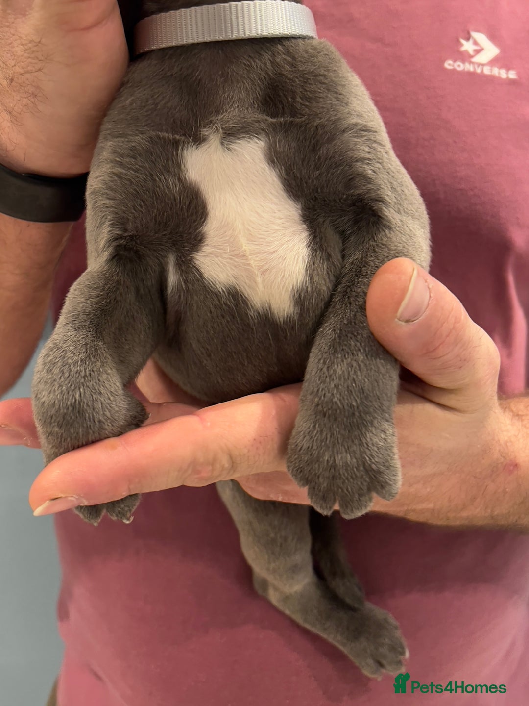 Staffordshire Bull Terrier dogs for sale: Adorable BLUE KC Pups *BULLSCAFF BLOODLINE* - Advert 12