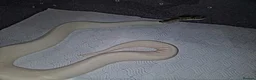 Python Snake reptiles for sale: High pied or panda pied not sure  in Stoke-on-Trent - Advert 4