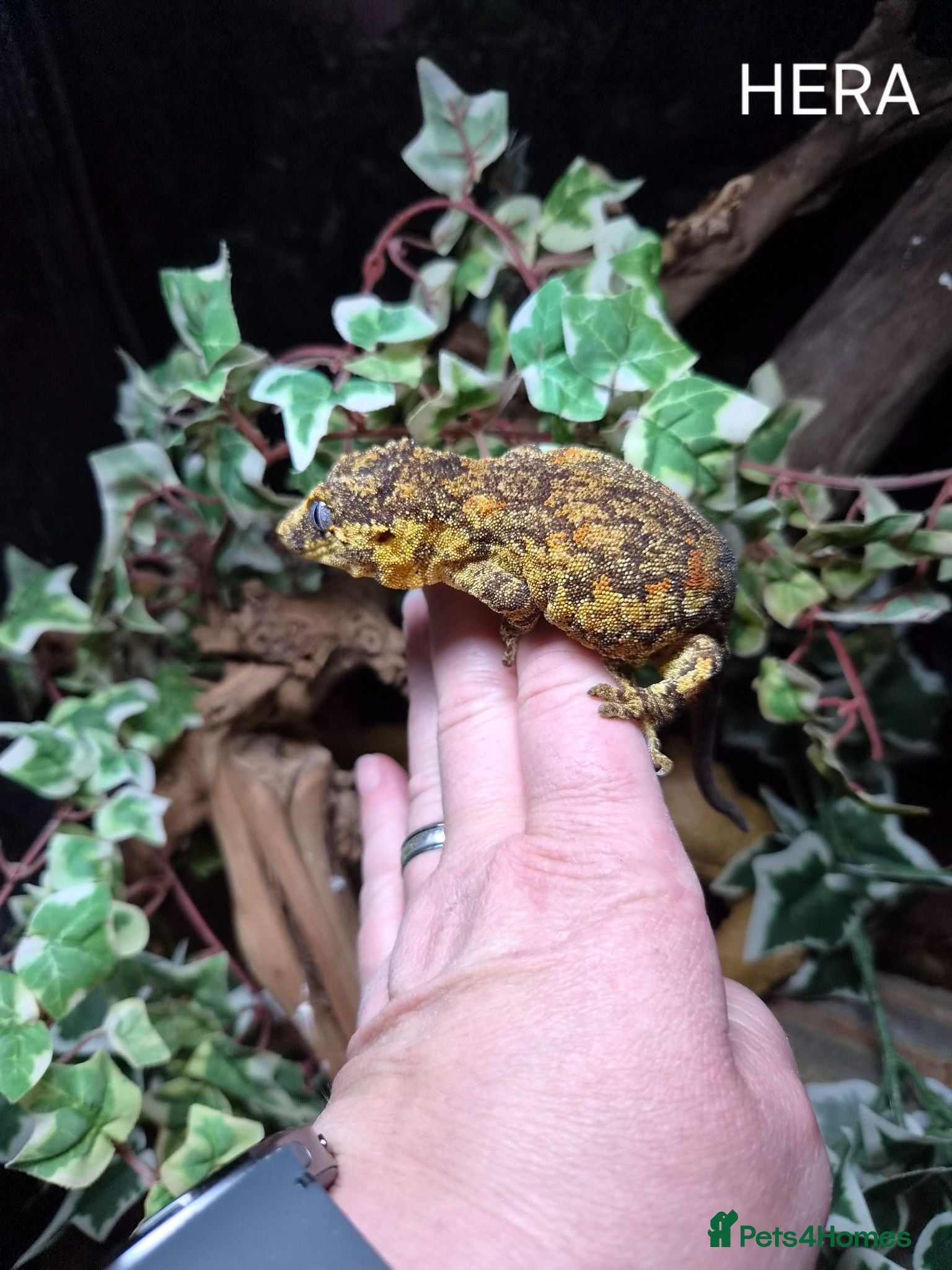 Mixed Breed reptiles Reptile collection for sale - Advert 2
