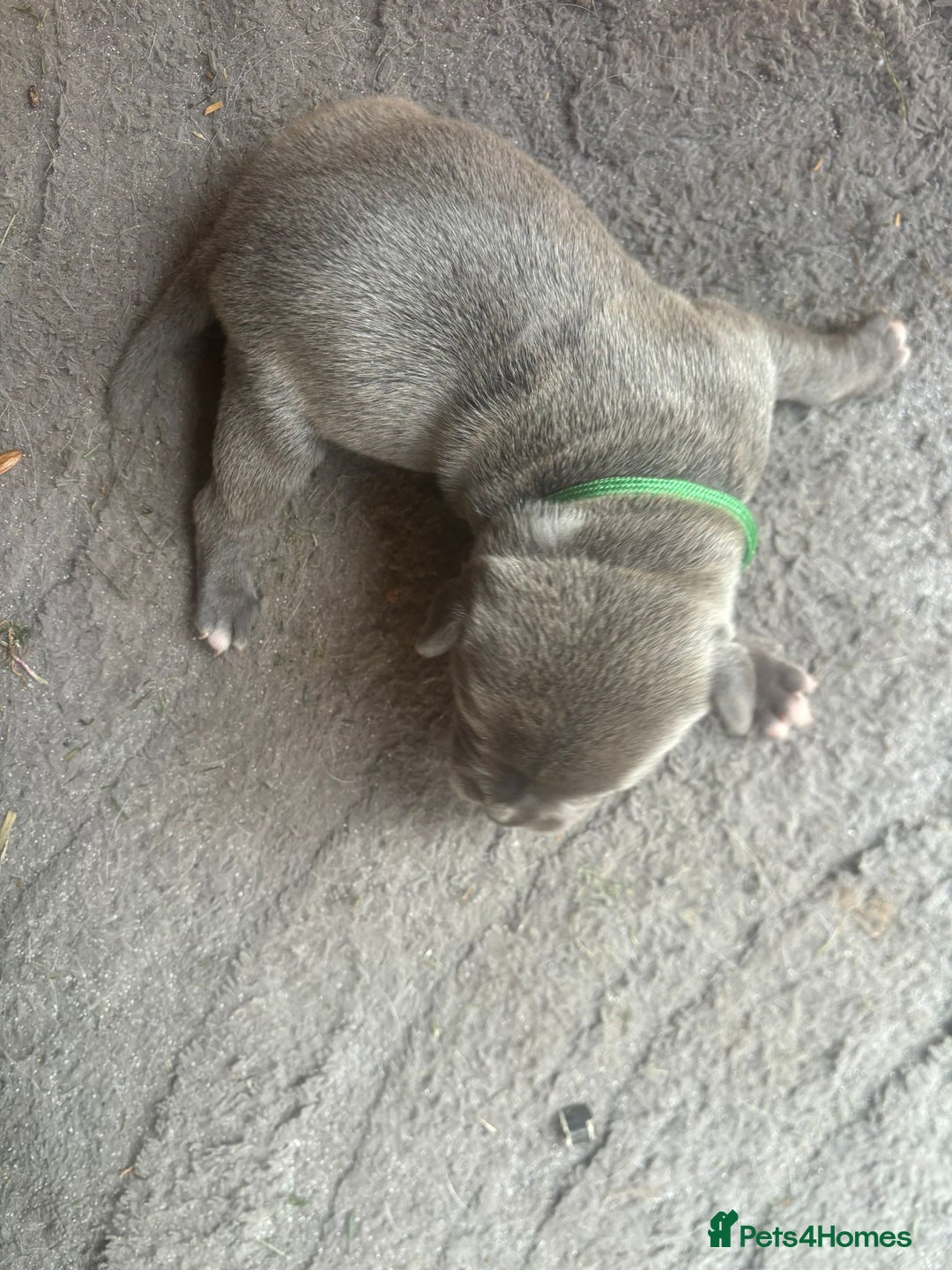 Staffordshire Bull Terrier dogs for sale: 6 kc registered blue staffys for sale :) - Image 6
