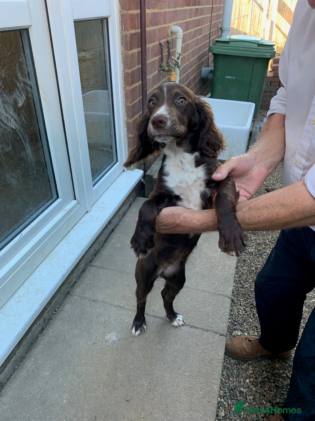 Cocker Spaniel dogs for sale: Working Cocker Spaniel puppies in Bexhill-on-Sea - Image 13