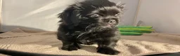Mixed Breed dogs for sale: ADORABLE SHIH TZU/CHIHUAHUA - Advert 21