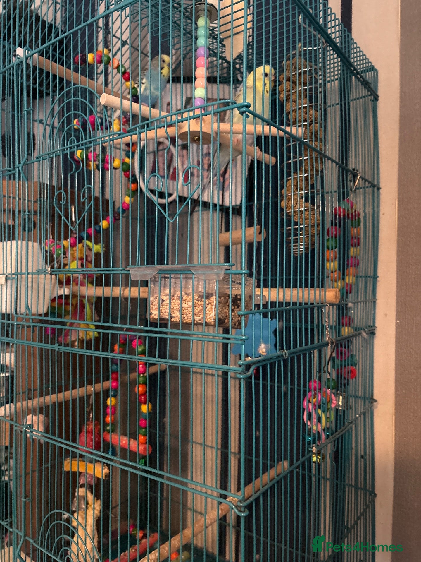 Budgerigars birds Budgies. Pair - Advert 1