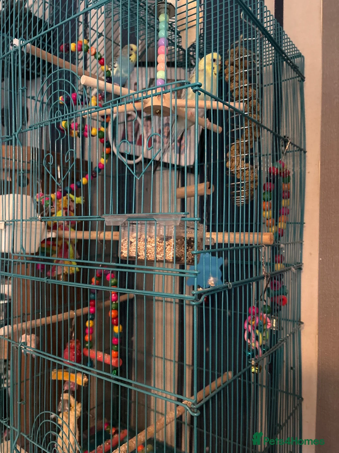 Budgerigars birds for sale: Budgies. Pair - Advert 1
