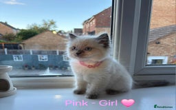 Ragdoll cats for sale: 💫 Blue Point Ragdoll Kittens 💫 - Image 5