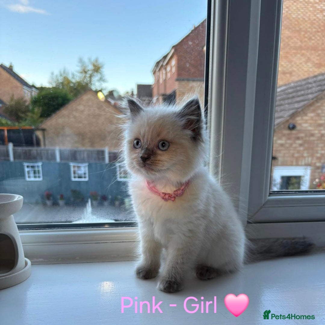 Ragdoll cats for sale: 💫 Blue Point Ragdoll Kittens 💫 - Image 5