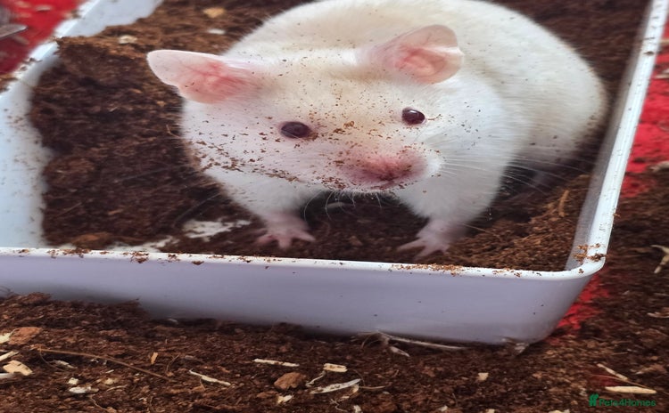 Hamster rodents - Advert 8