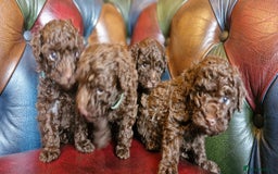 Toy Poodle dogs for sale: Gorgeous chocolate tiny toy poodles  - Image 14