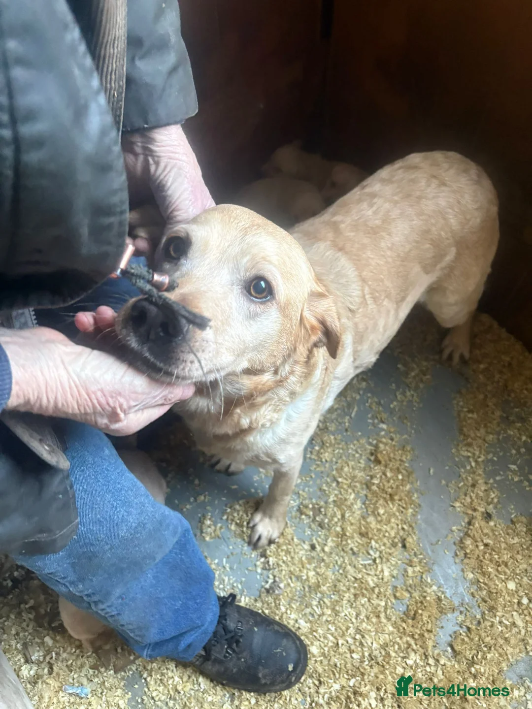 Labrador Retriever dogs for sale: Beautiful litter of golden labrador puppies - Advert 25