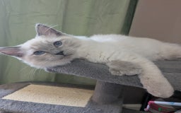 Ragdoll cats for sale: 💛*GCCF Registered *💛Pedigree Ragdoll kittens - Image 7