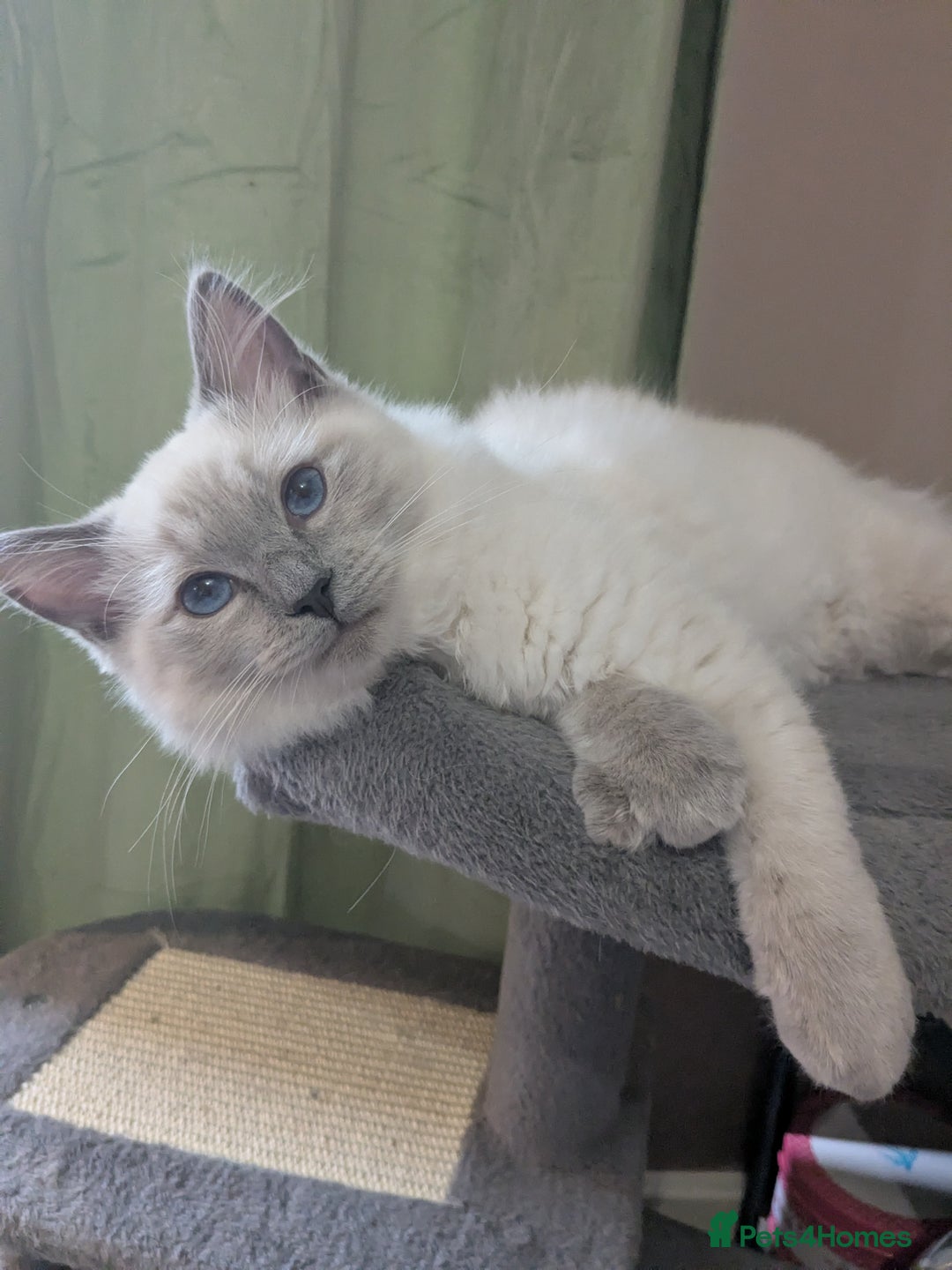 Ragdoll cats for sale: 💛*GCCF Registered *💛Pedigree Ragdoll kittens - Image 7