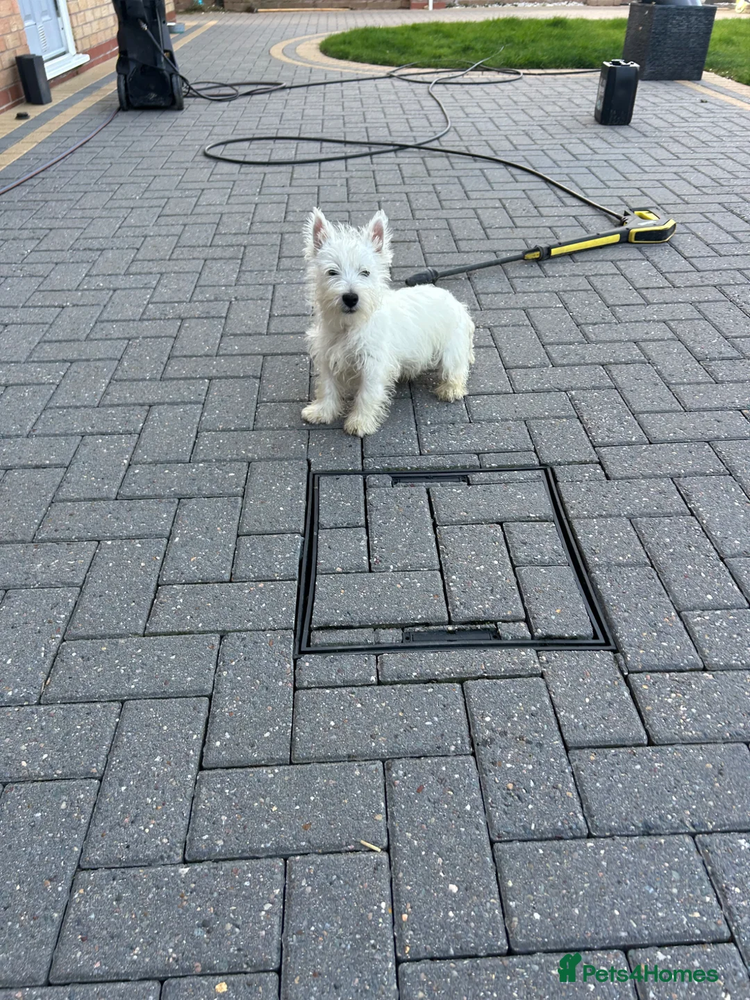 West Highland Terrier dogs for sale: Lovely west highland pup  - Advert 3