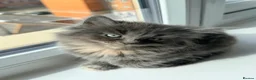British Shorthair cats for sale: British Short Hair X British Long hair  - Advert 6