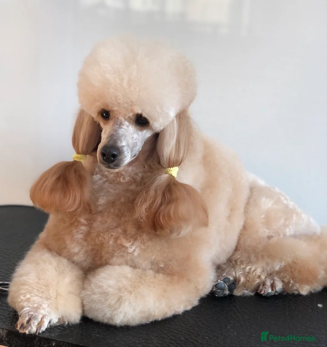 Miniature Poodle dogs for stud: Apricot miniature poodle stud in Bristol - Advert 2