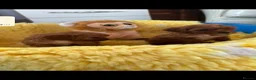 Cavapoo dogs for sale:  F1 Cavapoo,puppies available to leave now in Nantwich - Advert 10