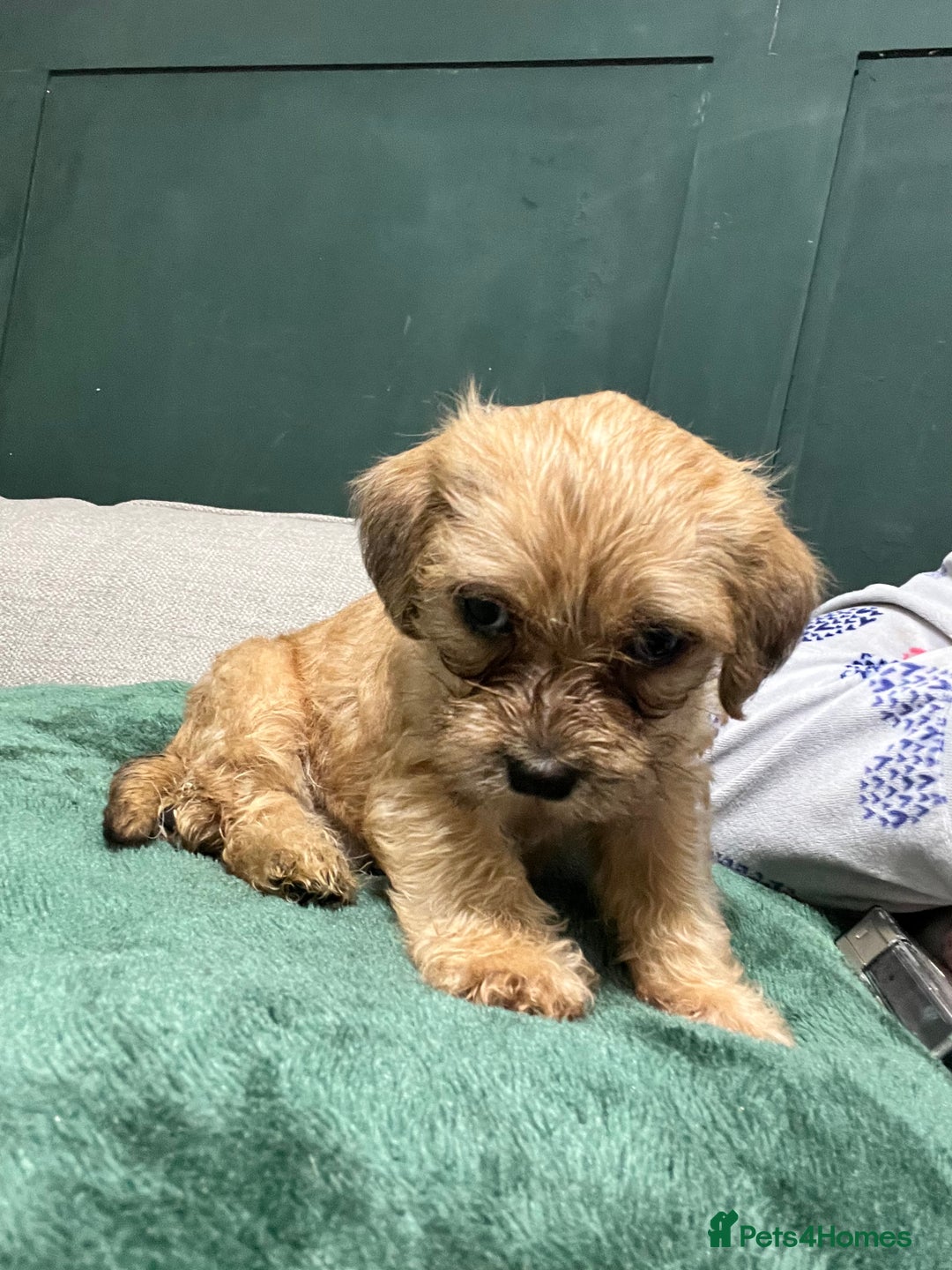 Mixed Breed dogs for sale: Puppies need loving homes - Image 4