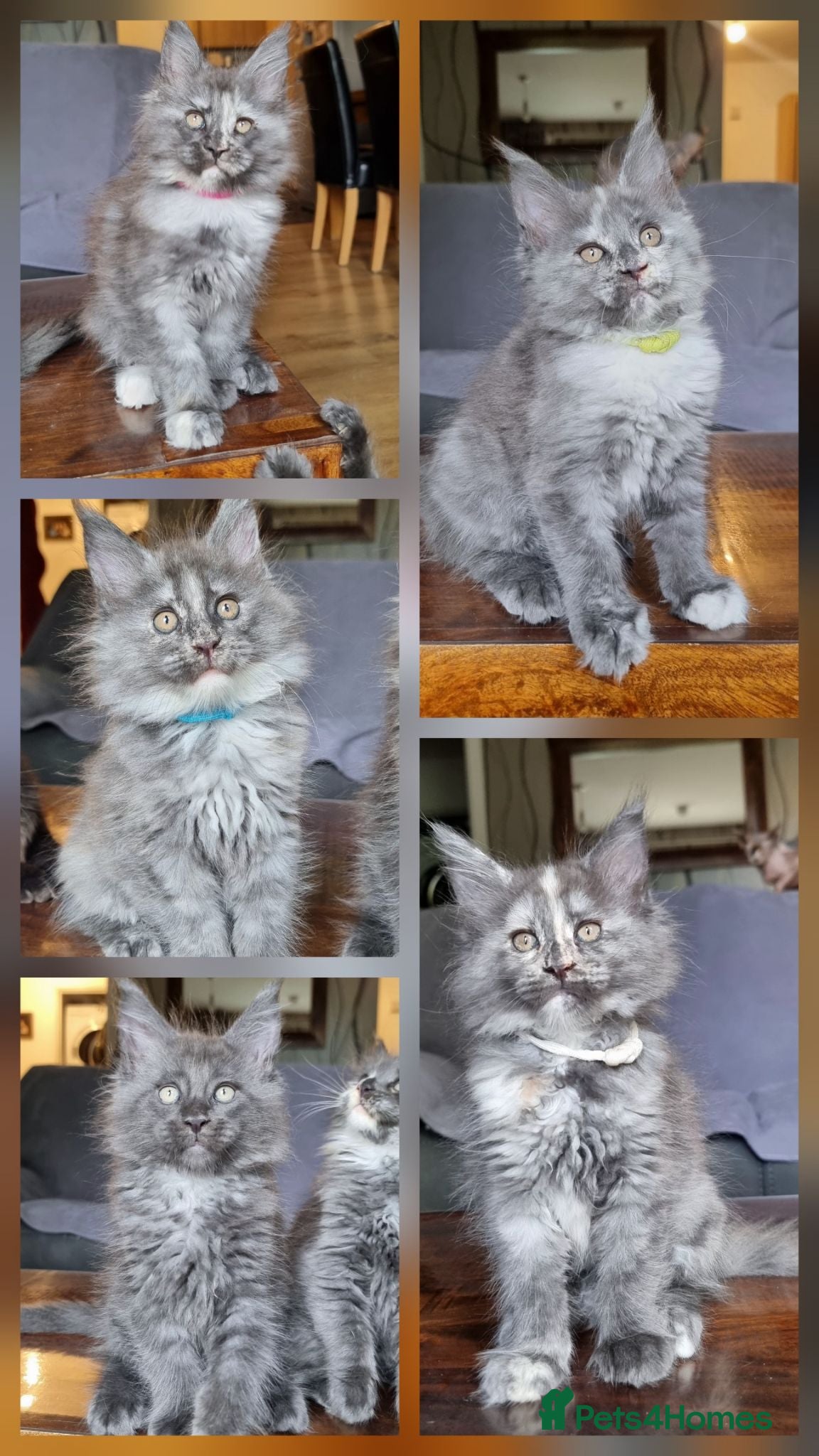 Maine Coon cats for sale: XXL pedigree kittens ready on the 20th of June - Advert 1