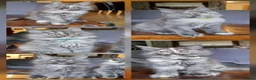 Maine Coon cats for sale: XXL pedigree kittens ready on the 20th of June - Advert 1