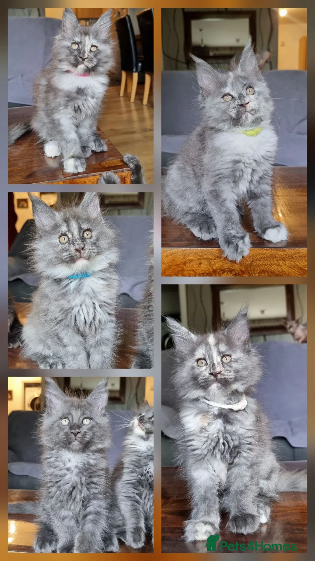 Maine Coon cats for sale: XXL pedigree kittens ready on the 20th of June - Advert 1