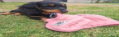 Dachshund Puppy 2