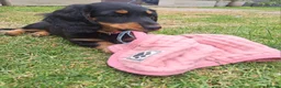 Dachshund dogs for sale: Dauchound puppies in London - Advert 5