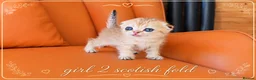 Scottish Fold cats for sale: Scotish Fold Kittens - Advert 5