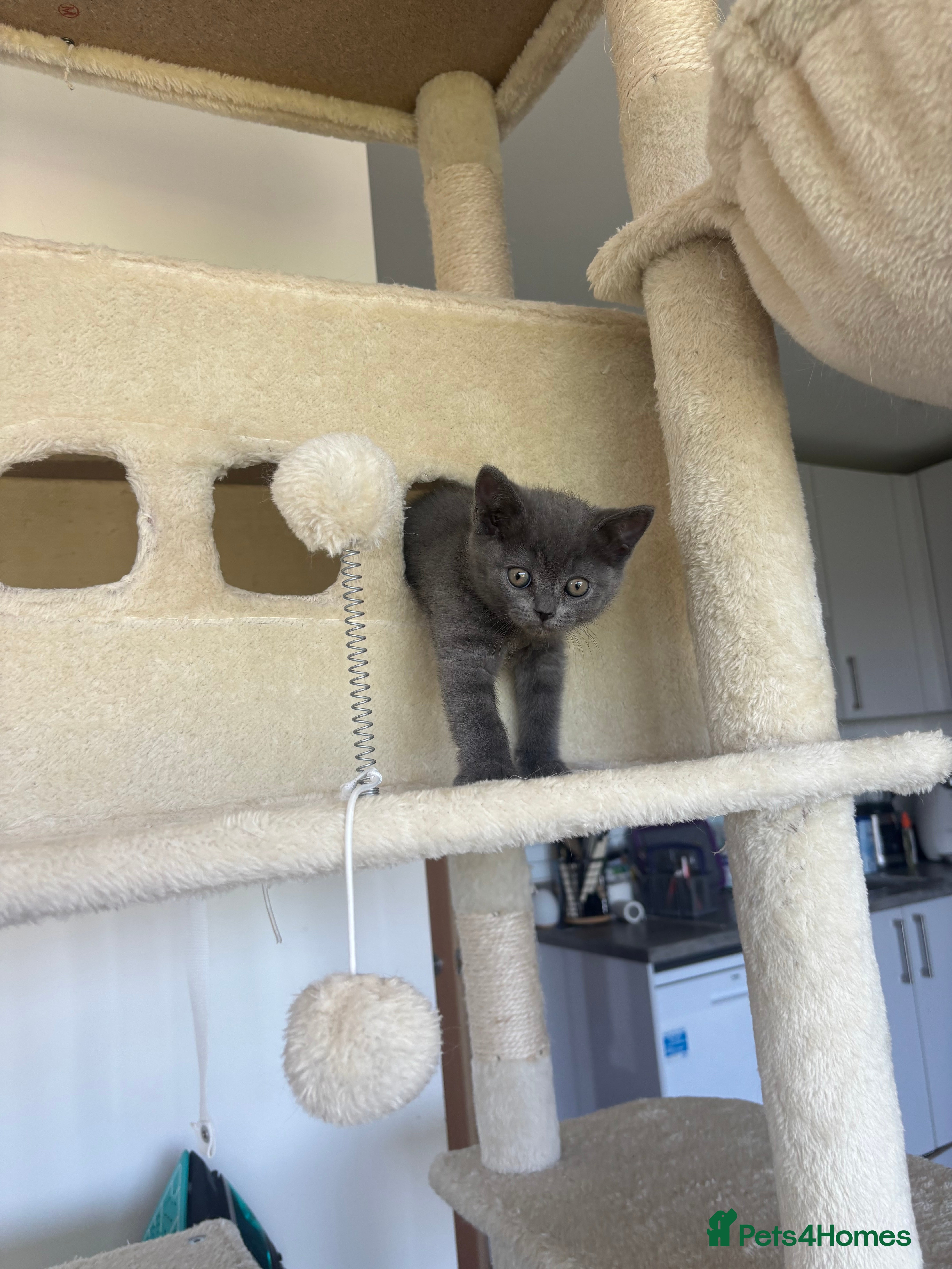 British Shorthair cats 🏆 Full British shorthair 🏆 - Advert 2