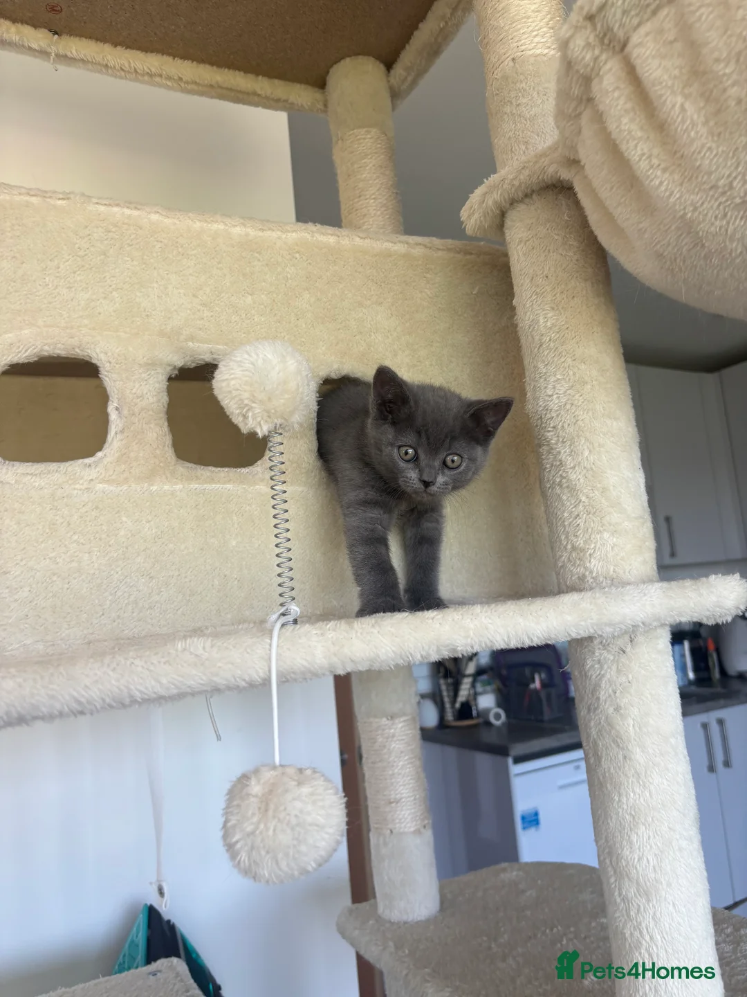 British Shorthair cats for sale: 🏆 Full British shorthair 🏆 in Reading - Advert 2