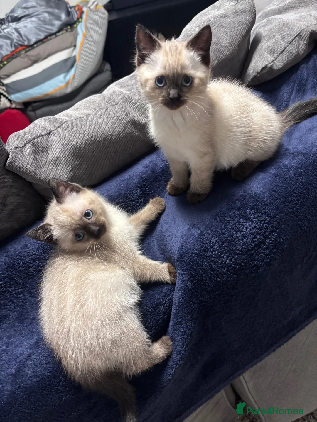 Mixed Breed cats for sale: Title: Stunning Persian x Ragdoll x Siamese Female in Sawbridgeworth - Advert 1