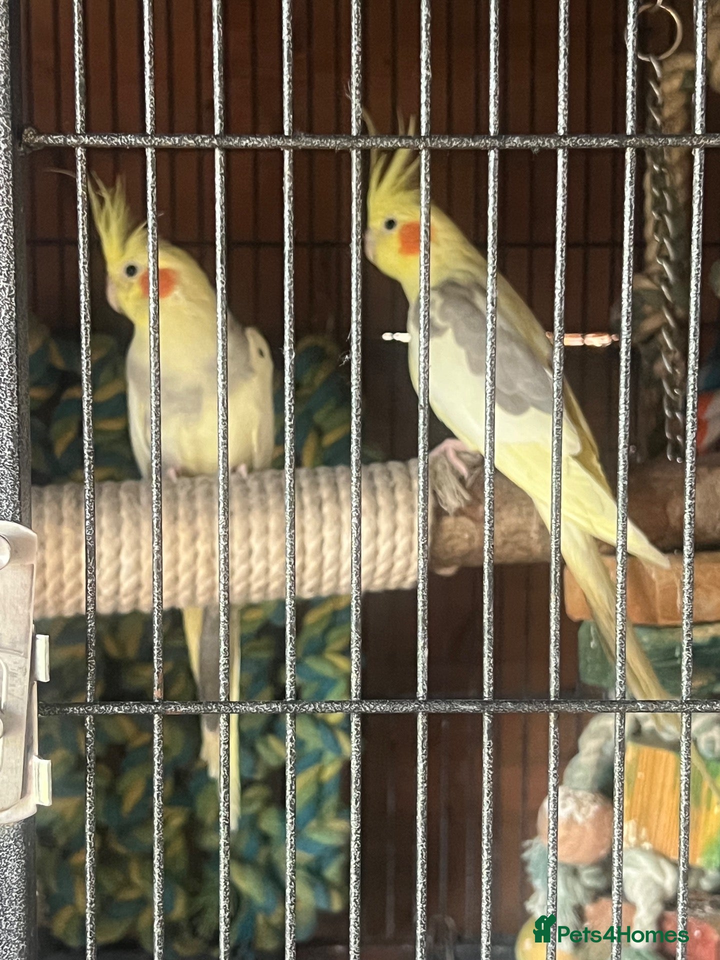 Cockatoo birds Mix birds - Advert 4