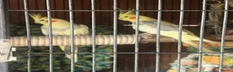 Cockatoo birds for sale: Mix birds in Newcastle upon Tyne - Advert 1