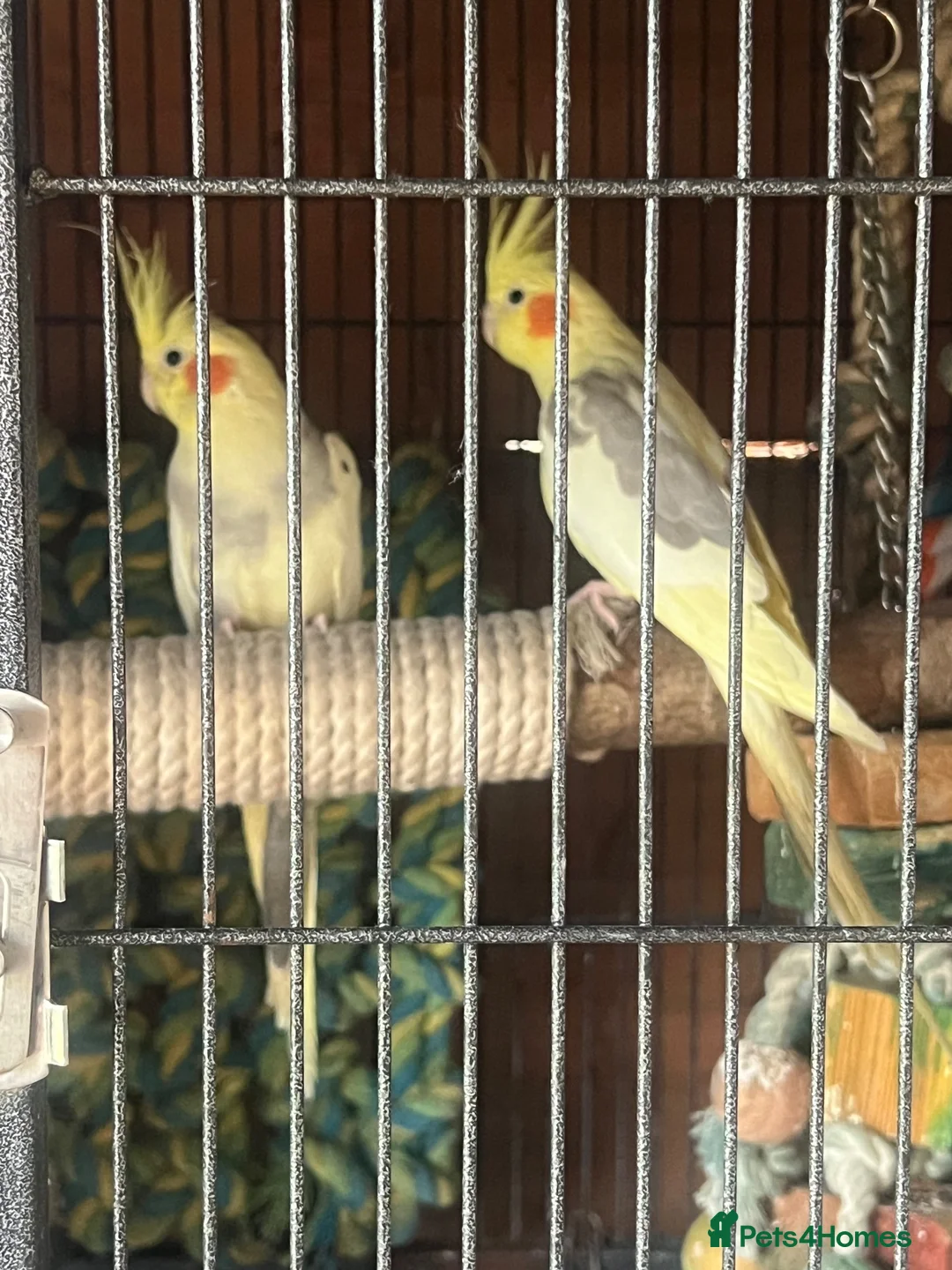 Cockatoo birds for sale: Mix birds in Newcastle upon Tyne - Advert 1