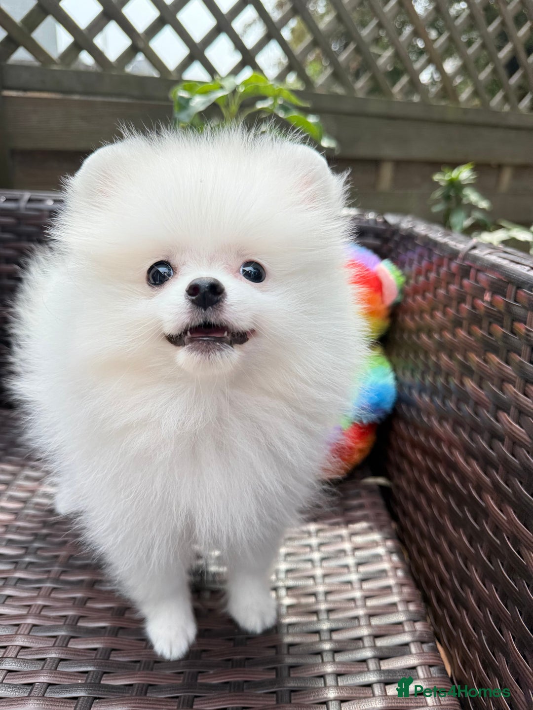 Pomeranian dogs for sale: Pom bears looking for loving homes❤️ - Image 15