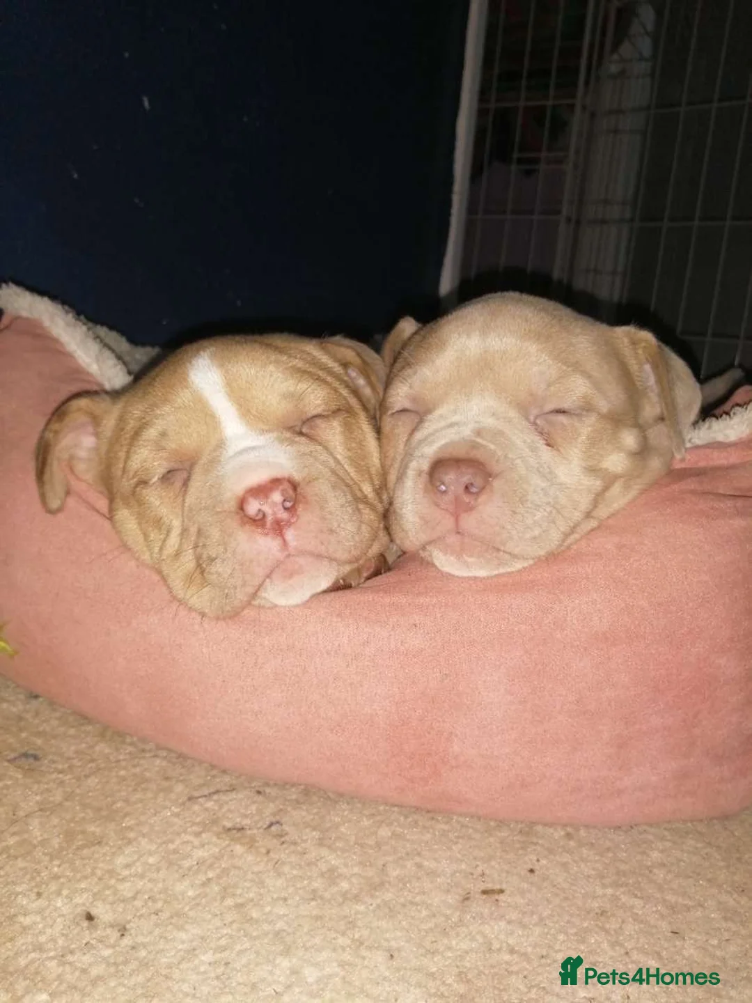 American Bully dogs for sale: Exotic micro pocket bullys🐶🥰 in Leyland - Advert 8