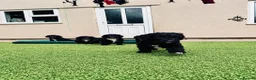Sproodle dogs for sale: Stunning F1 Sproodles  - Advert 10