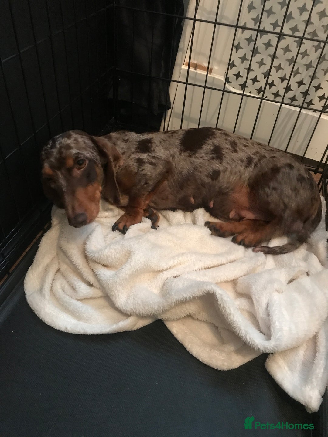 Miniature Dachshund dogs for sale: Miniature dachshund girl for sale - Image 1