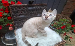 Bengal cats for sale: Prenium TICA registered Bengal Kittens - Image 5