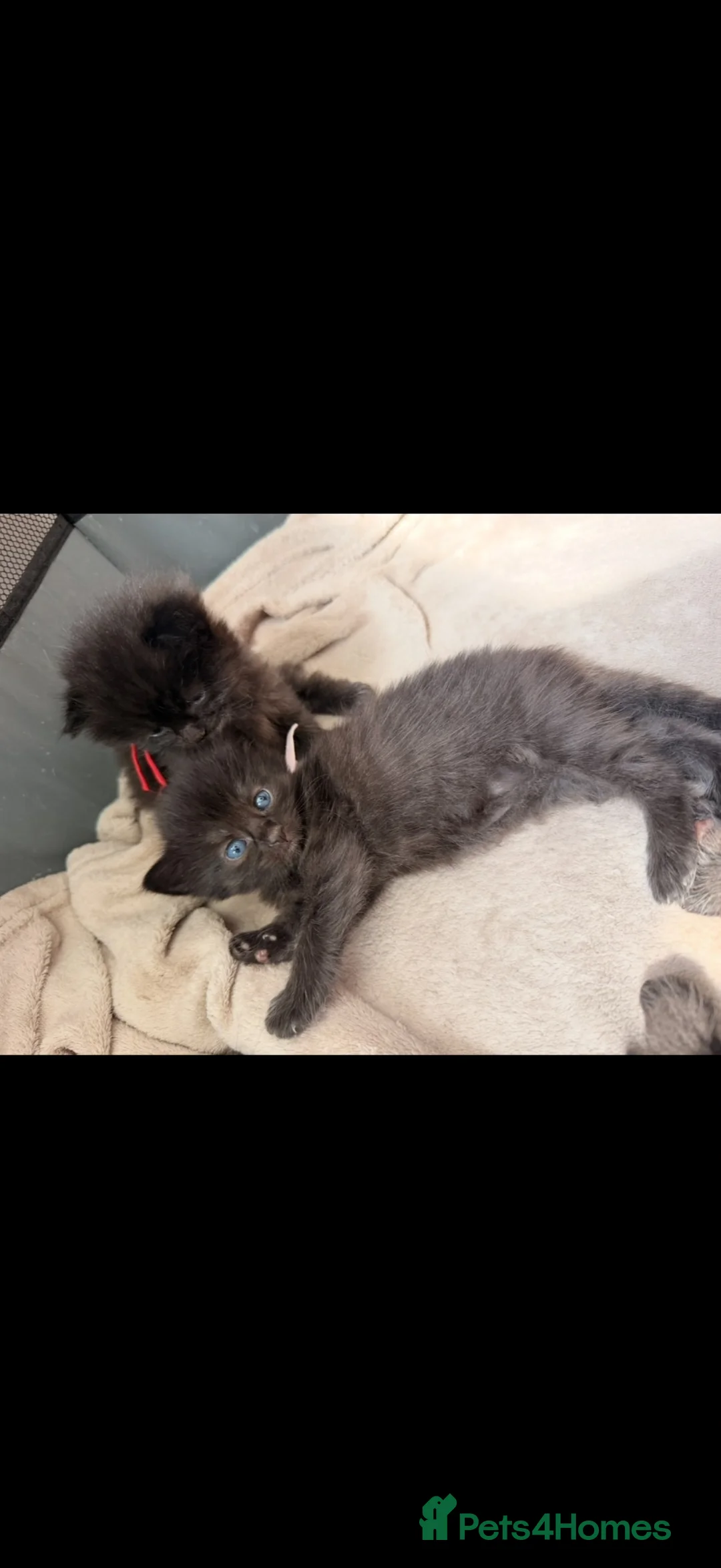 Mixed Breed cats for sale: Long-Haired Kittens Maine Coon & Ragdoll Heritage - Advert 6