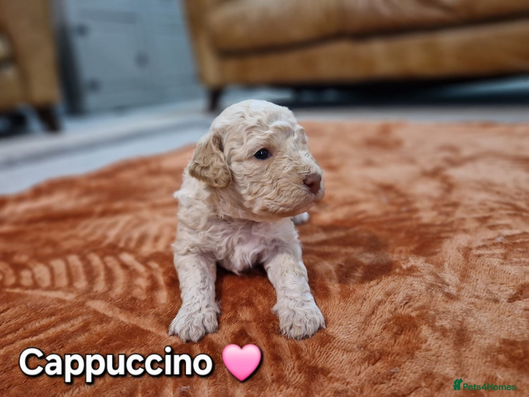 Lagotto Romagnolo dogs for sale: Lagotto Romagnolo Puppies - Advert 7