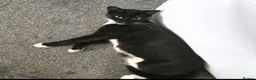 Mixed Breed cats for sale: Beautiful fluffy kittens for sale  - Advert 9