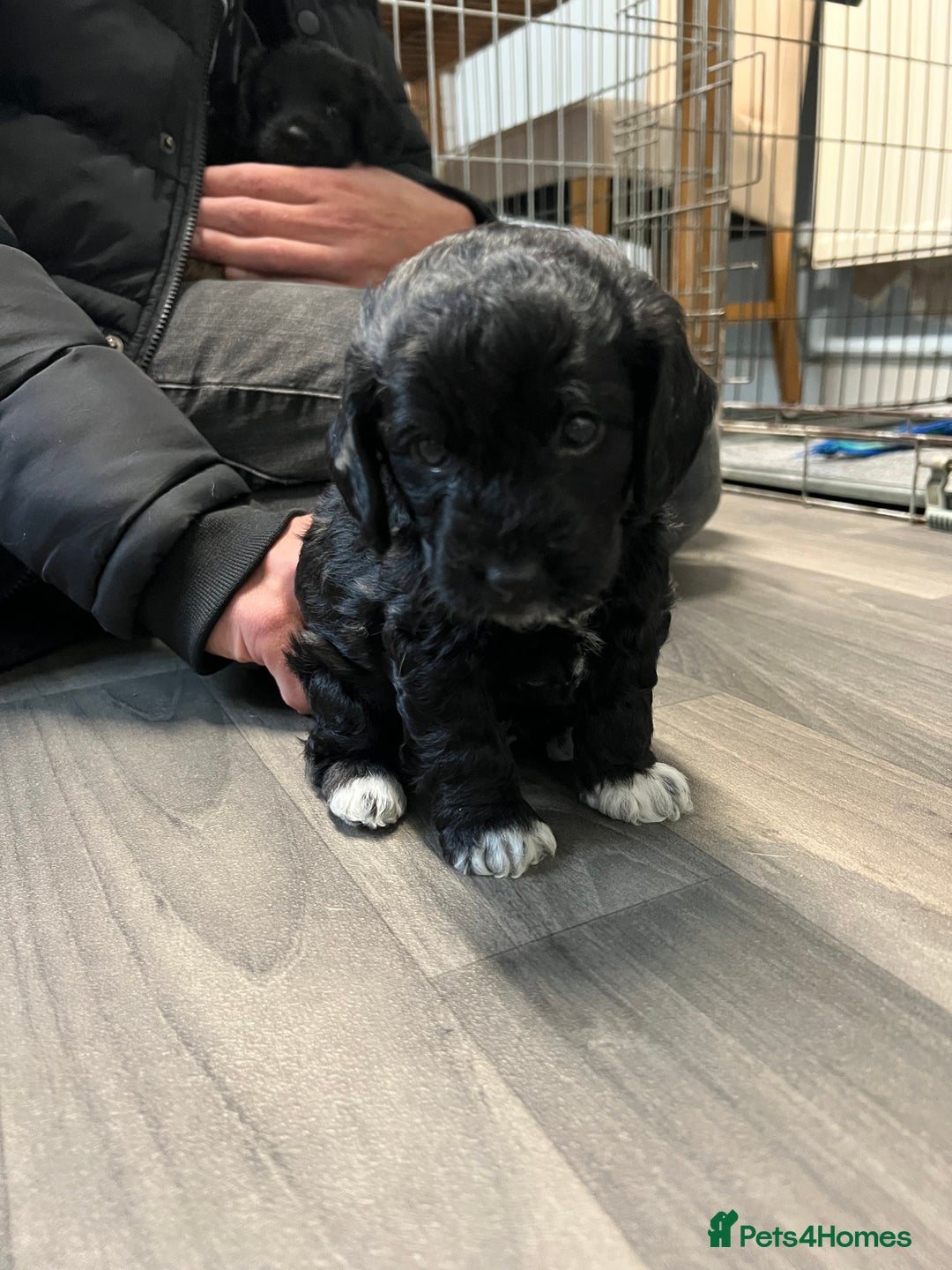 Jackapoo dogs for sale: Adorable Jackapoo puppies for sale !!!! - Image 16
