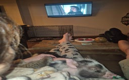 Mixed Breed livestock for sale: Pair of Meerkats  - Advert 2