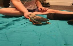 Conures birds for sale: Handreared conures - Image 17