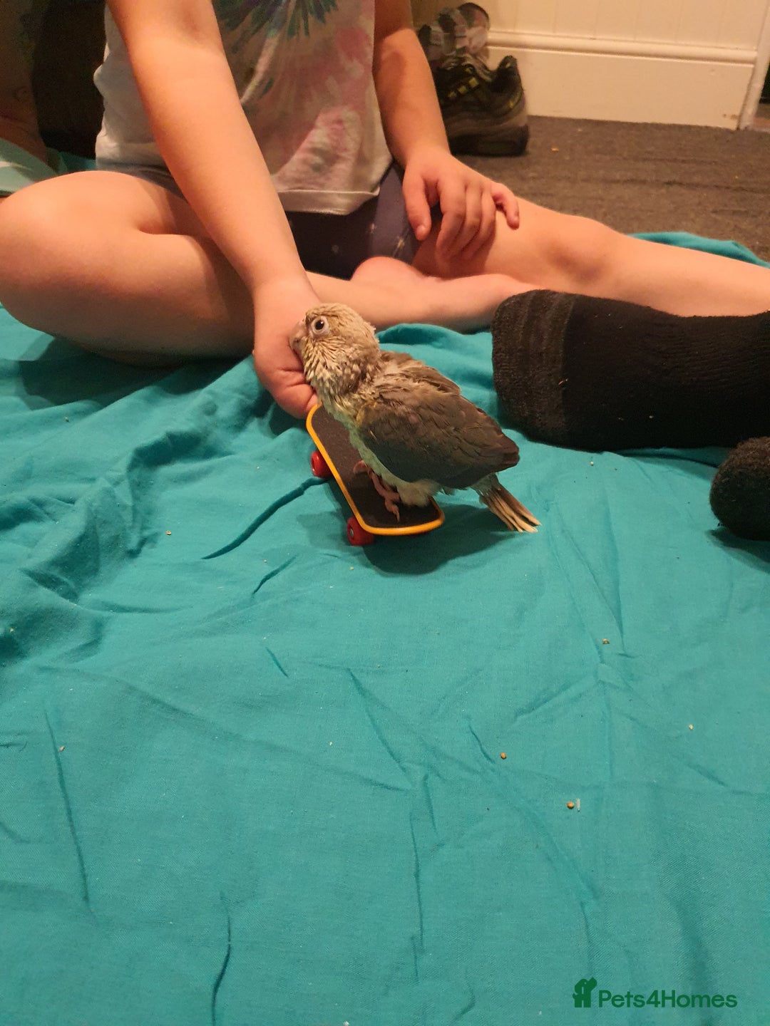 Conures birds for sale: Handreared conures - Image 17