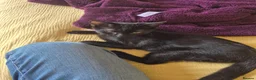 Domestic Shorthair cats for sale: Adorable kitten looking for new home  - Advert 2