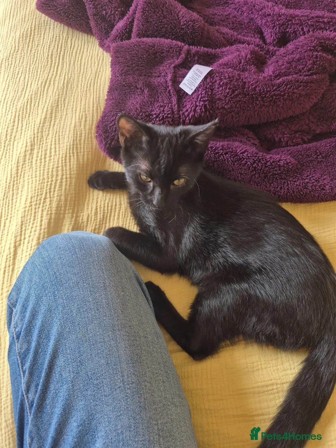 Domestic Shorthair cats for sale: Adorable kitten looking for new home  - Advert 2
